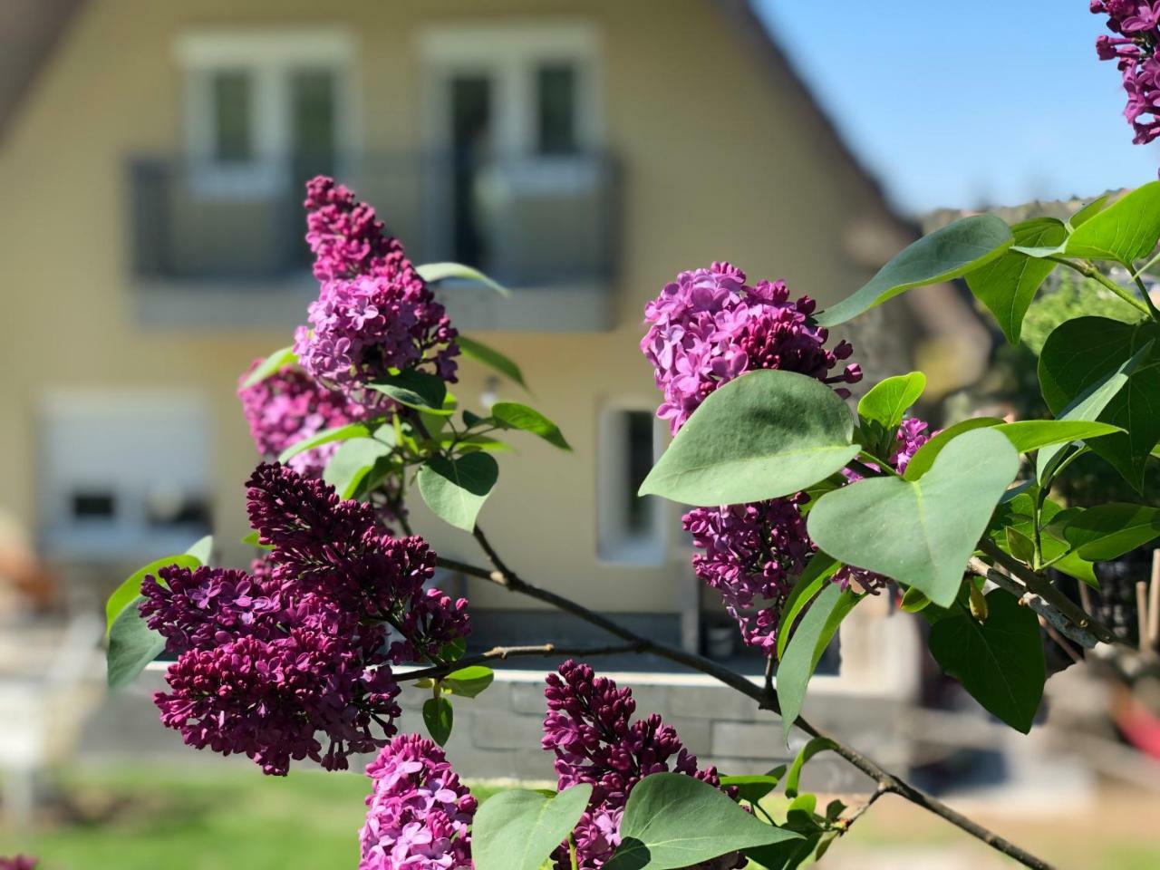 Juno Apartman Vendégház Miskolc Esterno foto